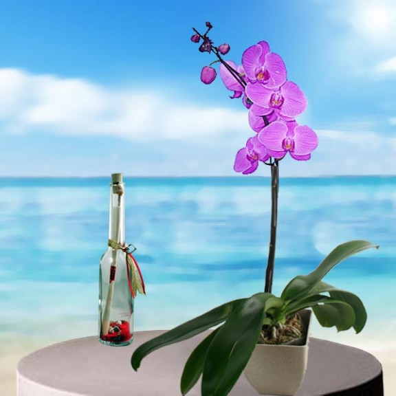 Message-in-a-Bottle & Live Orchid Plant