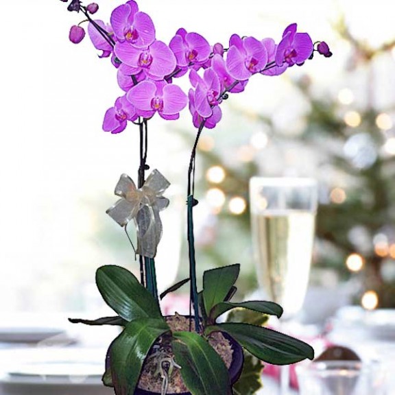 Purple Live Phalaenopsis Orchids Potted Plants ( 2 stalks )