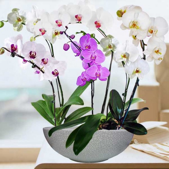 Live Phalaenopsis Orchids Mixed Color