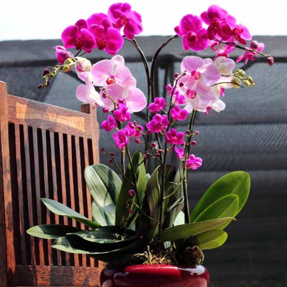 Phalaenopsis Orchids Plant